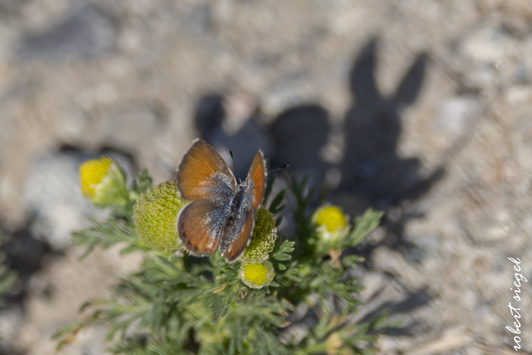 emily renzel wetlands 2025